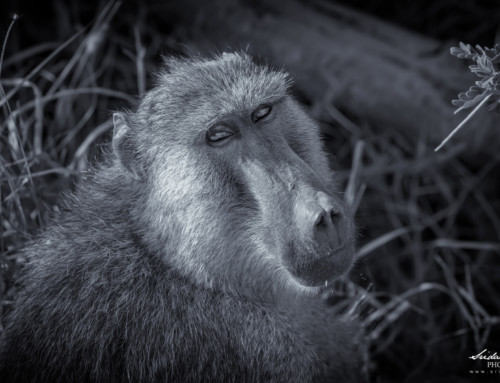 Olive Baboon – Old World Monkey – Kenya